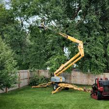 How Our Tree Care Process Works  in  Willow Creek, CA