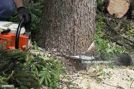 Best Hazardous Tree Removal  in Willow Creek, CA