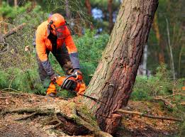 Best Seasonal Cleanup (Spring/Fall)  in Willow Creek, CA