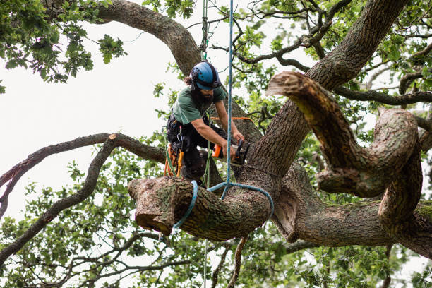  Willow Creek, CA Tree Care Pros