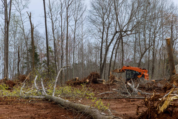 Best Emergency Tree Removal  in Willow Creek, CA