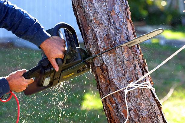 Best Lawn Irrigation Installation and Maintenance  in Willow Creek, CA