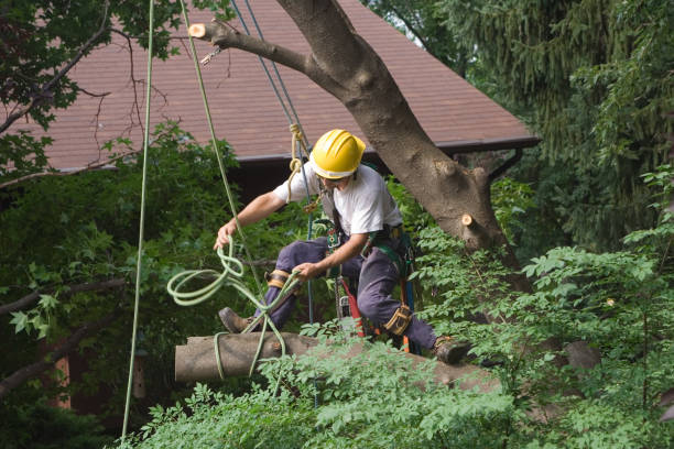 Best Tree Preservation Services  in Willow Creek, CA