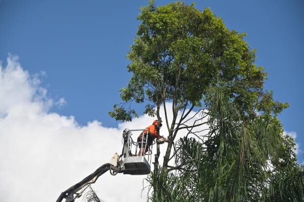 Best Weed Control  in Willow Creek, CA