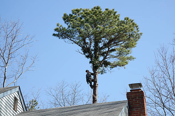 Professional Tree Care in Willow Creek, CA