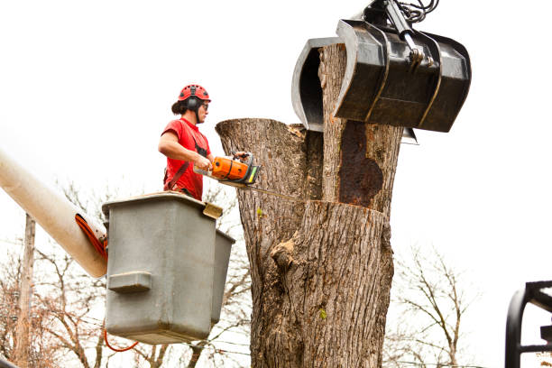 Best Tree Mulching  in Willow Creek, CA